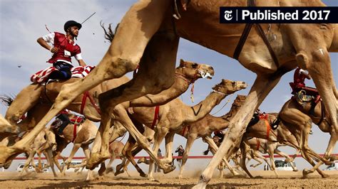 Where Camels Race and Win Beauty Contests - The New York Times