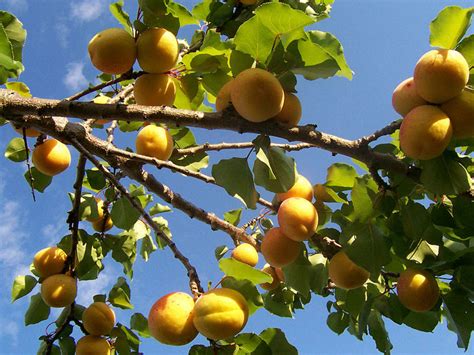 Apricot tree | portland nursery. Try Growing Your Own Suitable Apricot Fruit Trees In ...