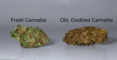 Opinion This Is How To Spot Poor Quality Weed According To One Of Canada’s Largest Dispensary