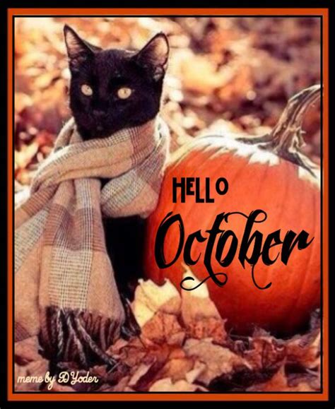 Hello October Black Cat With Pumpkin