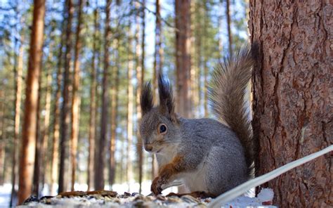 Animals Winter Squirrel Wallpapers Hd Desktop And