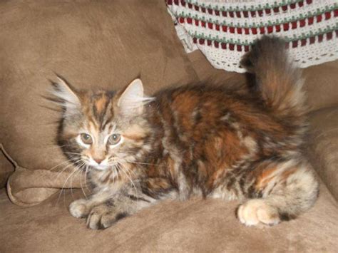 Maine Coon Kittens 12 Weeks Old For Sale In Wareham Massachusetts Classified