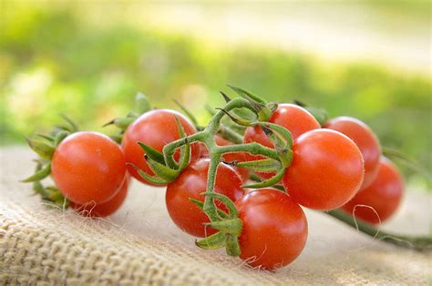 Matts Wild Cherry Heirloom Cherry Tomato Premium Seed Packet
