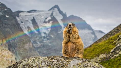 Rainbow Marmot Bing Wallpaper Download