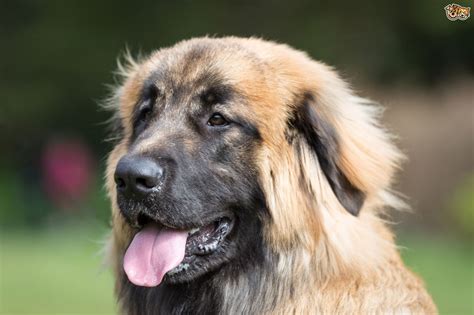 Leonberger Dog Breed Information Buying Advice Photos And Facts
