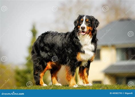 Bernese Mountain Dog Stock Image Image Of Animal Sennenhund 40582793