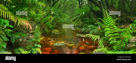 Red River Through Lush Temperate Rainforest In The Garden Route