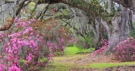 Magnolia Gardens Charleston A Must Visit Destination For Nature Lovers