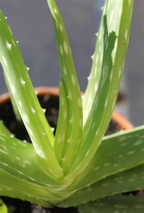 Aloe Vera For Acid Reflux Does It Help Healthier Steps