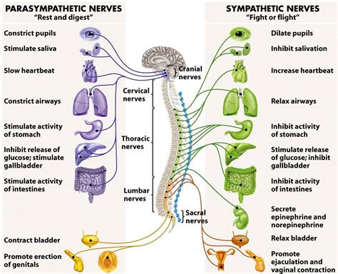 It generates, modulates and transmits information in the human body. endocrine system chakras - Google Search | Autonomic ...