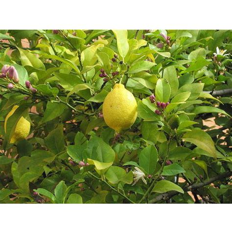 Seedless Lemon Plant At Rs 10piece Lemon Tree In Kolkata Id