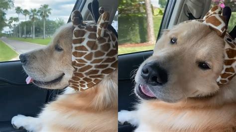 Made of durable canvas, it features perfect airflow with two holes on top of the hat to keep your dog's head cool and calm. Dog Wearing Adorable Giraffe Hat - YouTube