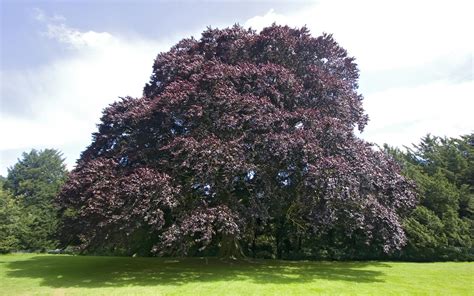 Beech Tree Pictures Photos Images Facts On Beech Trees