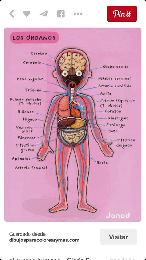 El Cuerpo Humano Y Sus Organos