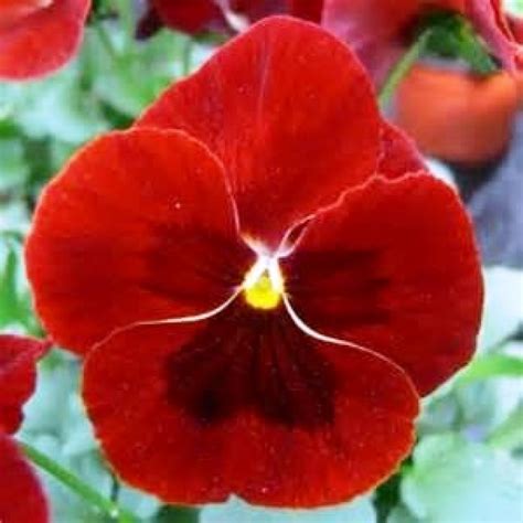 Buy Pansy F1 Scarlet Red 10 Seeds Online At