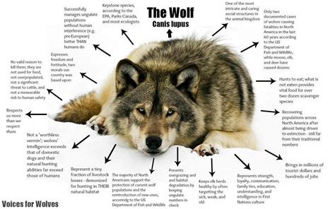 Many Wolf Facts Wolves One Of My Great Passions