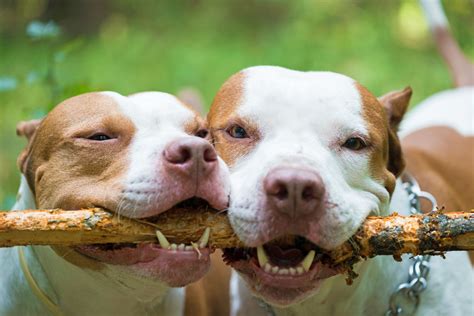 American pit bull terriers are highly adaptable but do require proper socialization and education because of their power and varying levels of aggression towards other dogs. What You MUST Know Before Getting a Pit Bull Terrier Mix ...