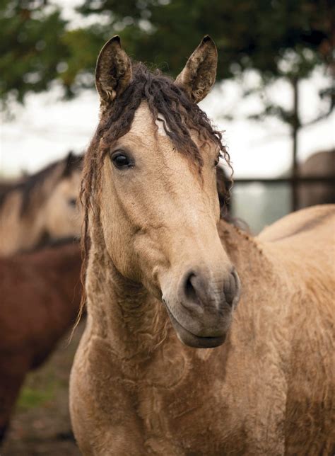 15 Of The Rarest Horse Breeds In The World 2022