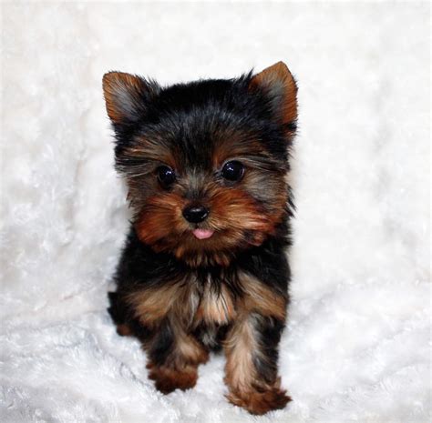 Teacup Yorkie Puppy For Sale Yorkie Breeder In California Iheartteacups