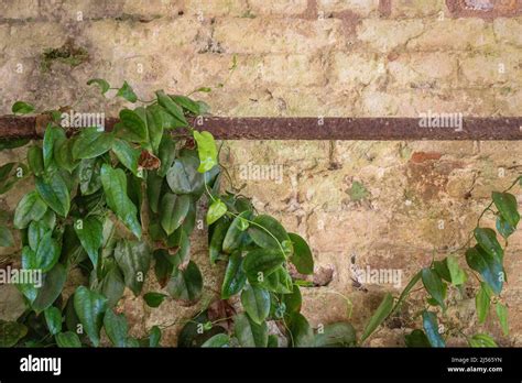 Climbing Plant On A Brick Wall Stock Photo Alamy