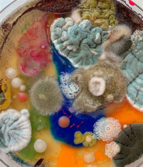 Disgustingly Beautiful Mold Art