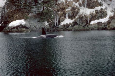 Fileorcinus Orca Killer Whale Marine Mammal