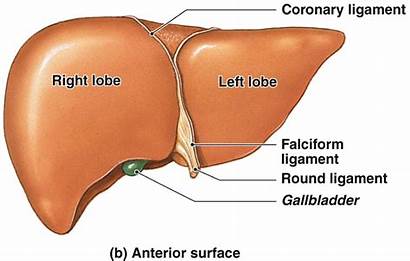 Liver Anterior Lobe Side Left Term Tissue