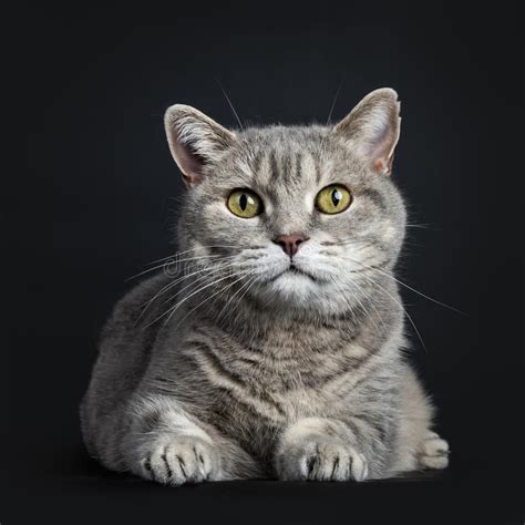 Wise Looking Senior British Shorthair Cat Isolated On Black Background