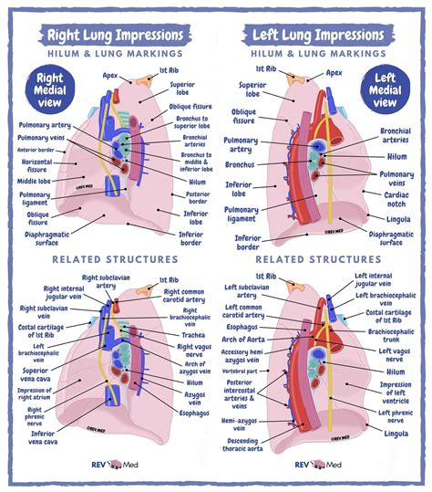 Mediastinal Lung Anatomy Medial View By Revmed Mediastinal