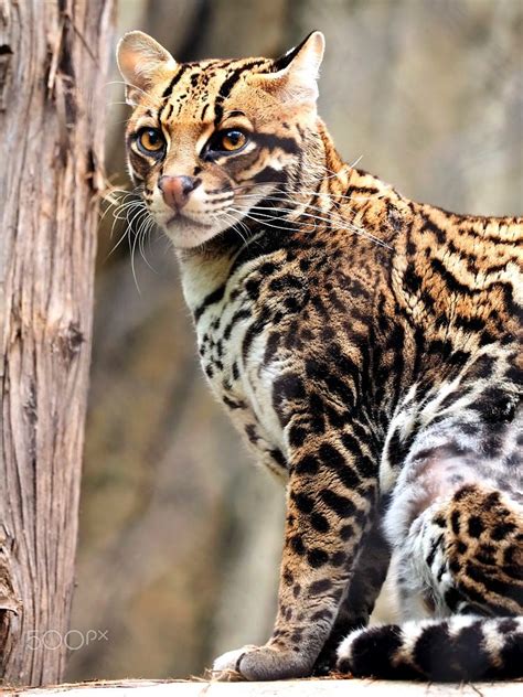 The Face Of An Ocelot Cat Species Wild Cat Species