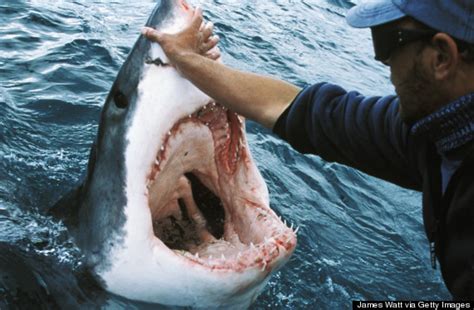 5 Facts You Didnt Know About Shark Week That Will Blow You Out Of The