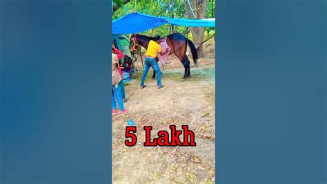 5 Lakhs Horse Racr Horse Riding Vlog Minivlog Shorts Short Horse