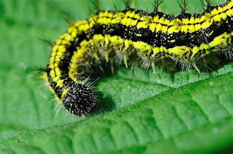 Some have hairs that can break away and cause respiratory irritation. Yellow and black fuzzy caterpillar | Kemal ATLI | Flickr