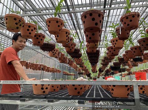 Tôi hiểu ý họ muốn dùng chữ variation có nghĩa là biến dị. Vườn lan đột biến trị giá hơn 60 tỷ ở Cần Thơ - VietNamNet