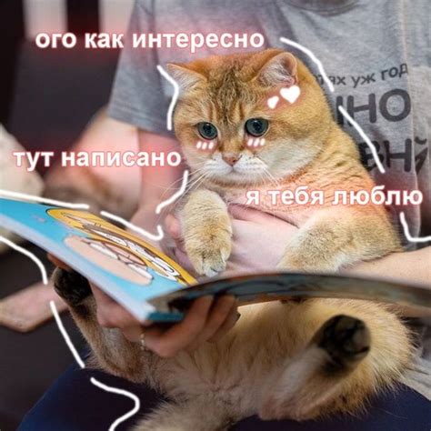 Фотография Кошачьи мемы Милые котики Пушистые котята