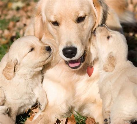 Their Mom Thinks So Too Retriever Puppy Beautiful Dogs Golden