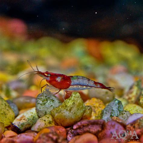 Red Rili Shrimp Neocaridina Davidi Aqua Imports