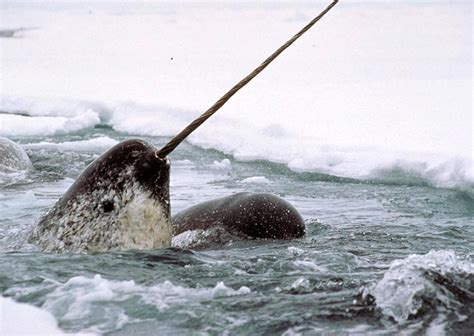 Narwhal Tusks May Indicate Effects Of Climate Change Say Scientists