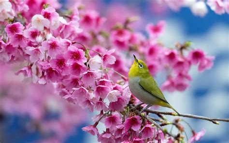 Most Beautiful Spring Wallpapers On Wallpaperdog