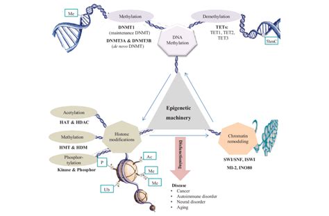 Epigenetic Machinery And Interplay Between Epigenetic Factors Modified