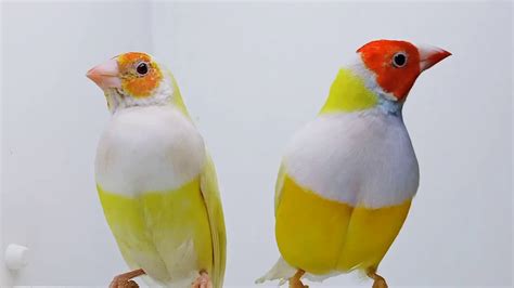 lutino gouldian finches youtube