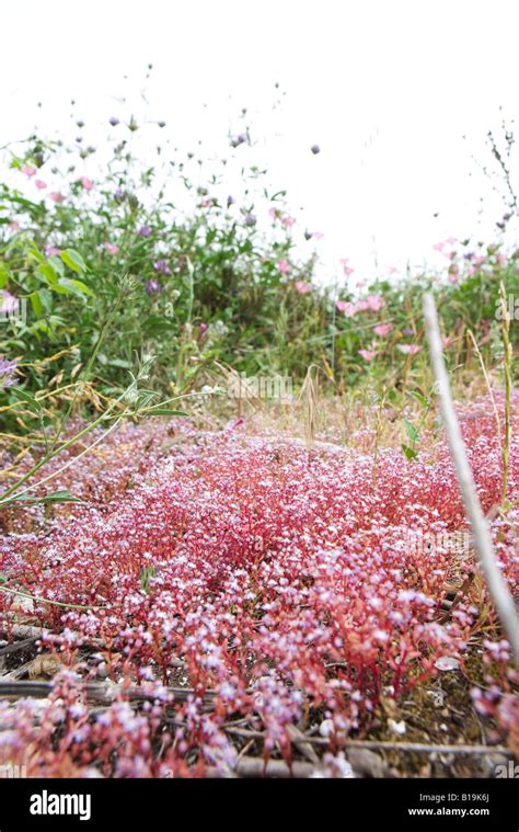Pink Wildflowers Growing In Field Stock Photo Alamy