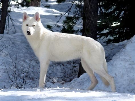 White Shepherd And Timber Wolf Mix Hes The Daddy Of 151302646 Added
