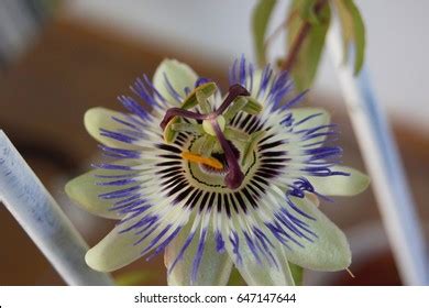 Passiflora Caerulea Flower Called Blue Passionflower Stock Photo