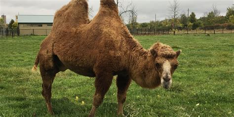 So if the camel doesn't store water in. Bactrian Camel - Safari Niagara