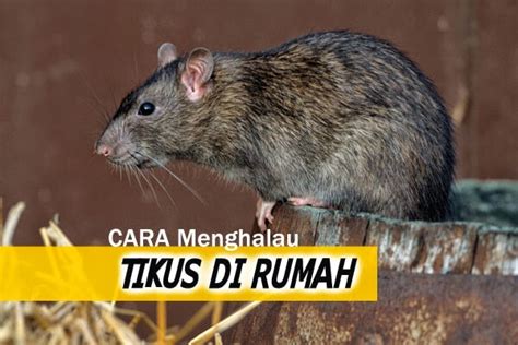 Celupkan kain buruk dalam cecair ammonia atau gunakan ubat gegat dan tinggalkan di lokasi yang menjadi tumpuan tikus. 7 Cara Paling Berkesan Menghalau Tikus Di Rumah! | RINGKAS ...