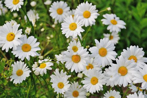 White Daisy Flower · Free Stock Photo