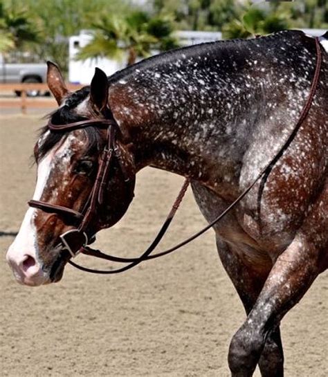 Silver buckskin horse color | 126 best images about chocolates, caramel, taffy, & butterscotch on pinterest. Unusual colored horse.silver dapple dunskin snowflake ...