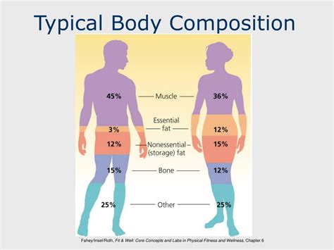 Male Body Composition