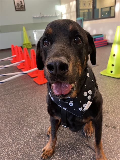 VCA Advanced Veterinary Care Center, 7712 Crosspoint Cmn, Fishers, IN